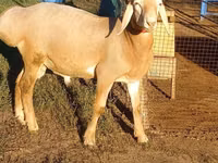 Ram, Arashan sheep — photo 2