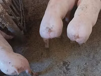 Eber, Schweine — Foto 2