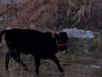 ثور, Swedish red cattle — الصورة 1