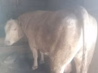 Toro, Raza Auliyeatin — foto 1