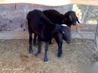 Ram, Sheep — photo 2