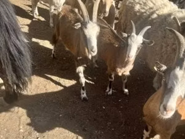 Goat, Goats