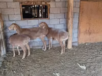 Sheep, Sheep — photo 2