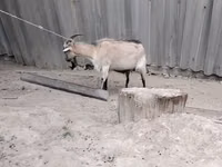 عنزة, الماعز — الصورة 2