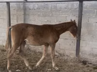 Horse (M), Russian Don — photo 5