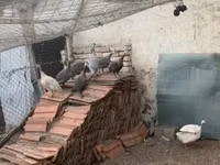 पर्ल ग्रे — फ़ोटो 3
