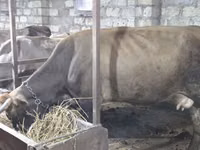 Cow, Cattle — photo 2