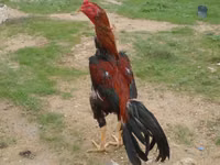 Chickens — Foto 5