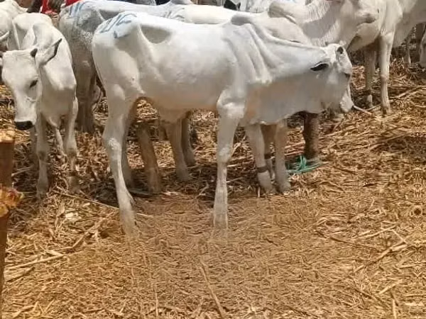 Cow, Brahman