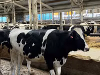 Vaca, Raza Holstein — foto 2