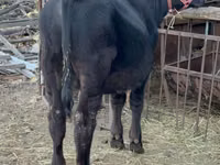 Toro, Aberdeen-Angus — foto 1