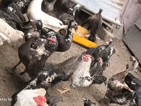 Domestic Muscovy