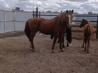 Hengst, Kushum Horse — Foto 2