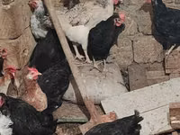Chickens — 照片 5