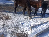 حصان, Yakutian horse — الصورة 1