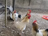 Shamo chickens — photo 3