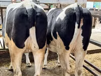 Kuh, Holstein-Rasse — Foto 2