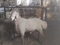 Ram, Sheep — photo 1