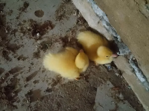 Ducks