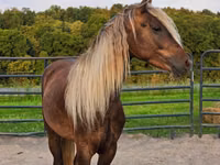 Hengst, Friesian — Foto 6