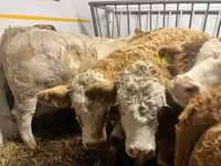 بقرة, Simmental cattle — الصورة 3