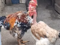 डेनिश हेन — फ़ोटो 2