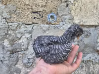 دجاجة سلوفينية مخططة — الصورة 2