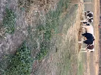Vaca, Ganado vacuno — foto 1