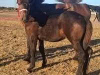 Hengst, Percheron — Foto 3