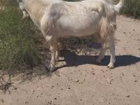 Cabro, Cabras — foto 4