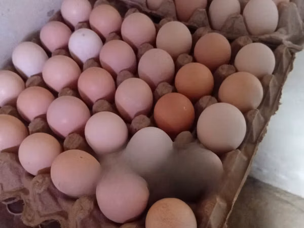 Chickens — Ghana