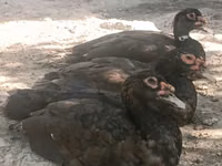 pato criollo doméstico — foto 5