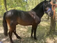 Horse (M), Indian half-bred — photo 2