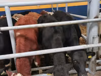 Cattle (batch, sex not specified), Hereford — photo 4