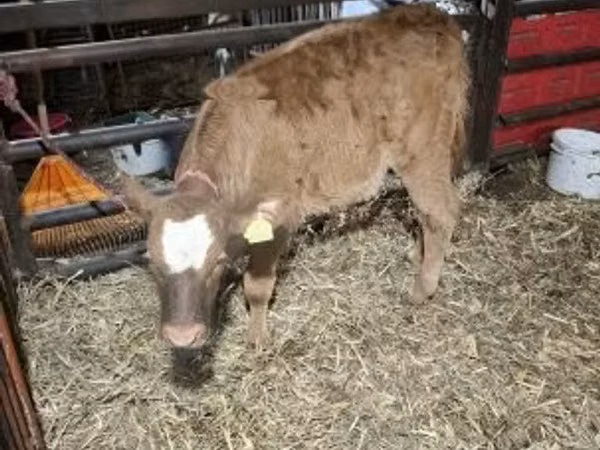 Kuh, Limousin-Kuh
