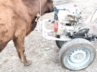 Vaca, Ganado vacuno — foto 4