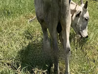 Cow, Cattle — photo 1