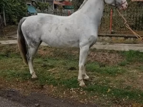 فرس, Hungarian horse breed
