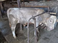 Bull, Red Polled Cow — photo 1