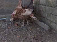 बोर्बन रेड — फ़ोटो 7