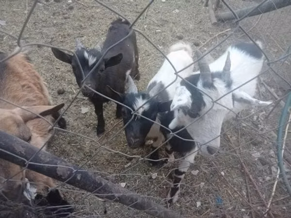 Goats (batch, sex not specified), Goats