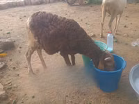 كبش, الأغنام — الصورة 5
