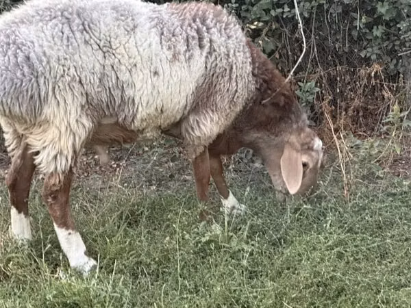 Ram, Rhon sheep