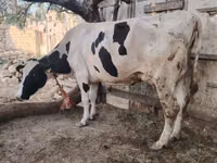 गाय, गोलस्टीन नस्ल — फ़ोटो 5