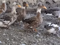 Crested — photo 1