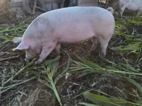 Säue, Schweine — Foto 3