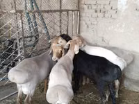 Ram, Sheep — photo 6