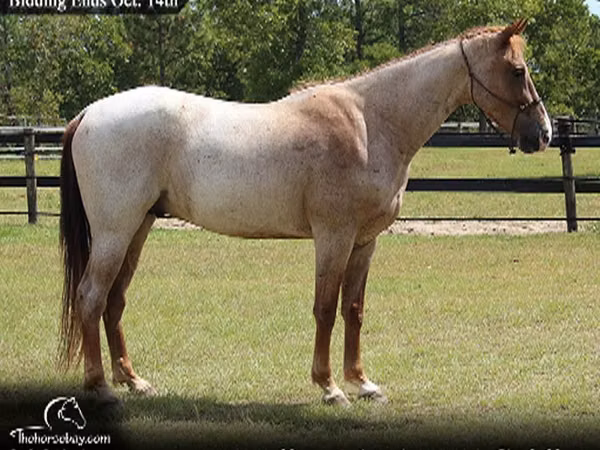 公马, Tennessee Walking Horse