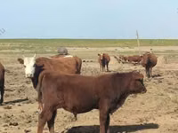 ثور, سلالة كالميك — الصورة 3