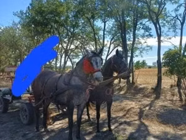 母马, Horses